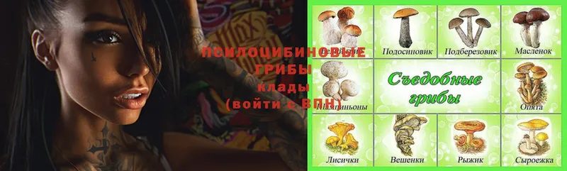 купить наркоту  Саянск  Псилоцибиновые грибы Psilocybine cubensis 